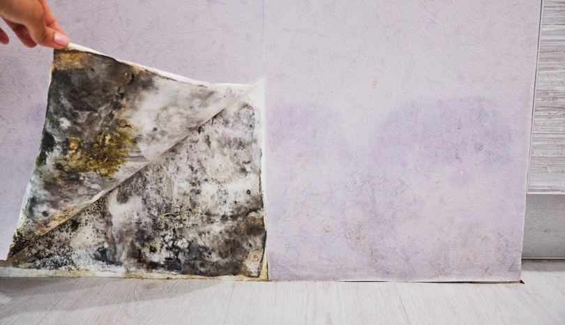 The Homeowners Guide to Affordable Mold Inspections in Jupiter, FL